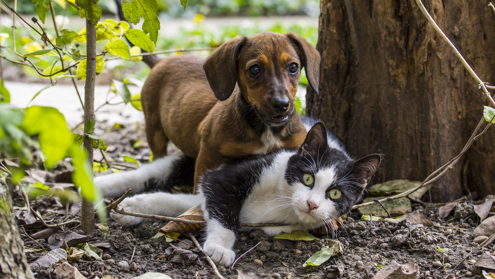 Why Does My Dog Try to Hump My Cat?