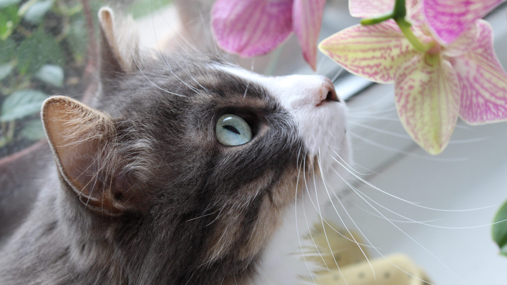 Flowers That Are Not Toxic to Cats?