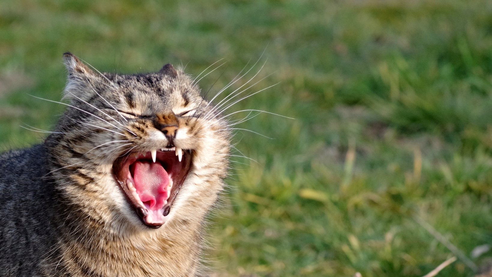 Why Does My Cat Whine?